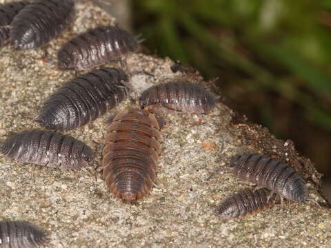 Image of common rough woodlouse