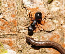 Image de Polyrhachis femorata Smith 1858