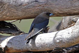 Image of Dusky Woodswallow