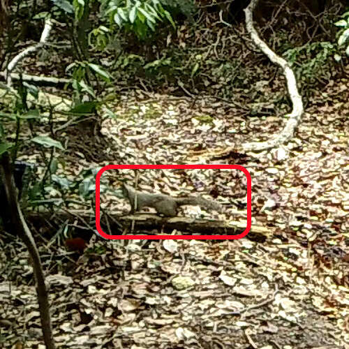 Image of Japanese Squirrel