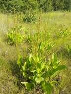 Imagem de Plantago cornuti Gouan