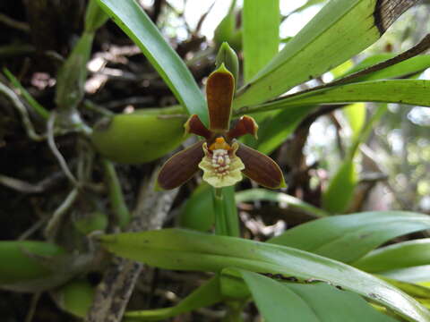 Image of Prosthechea livida (Lindl.) W. E. Higgins