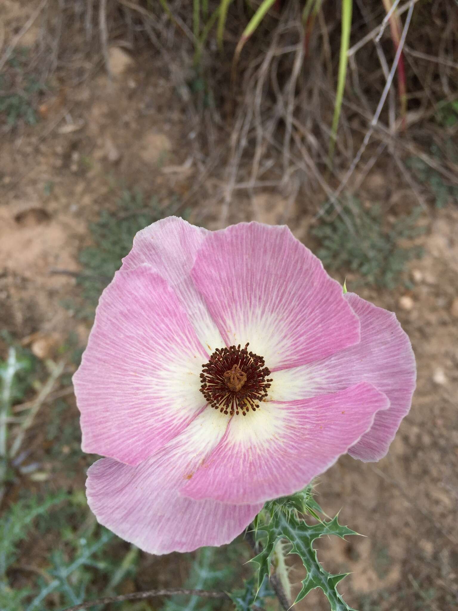 Image of red pricklypoppy