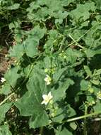 Image of white bryony