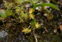 Image of Rhynchostele pygmaea (Lindl.) Rchb. fil.