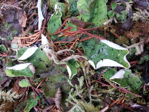 Image of British felt lichen