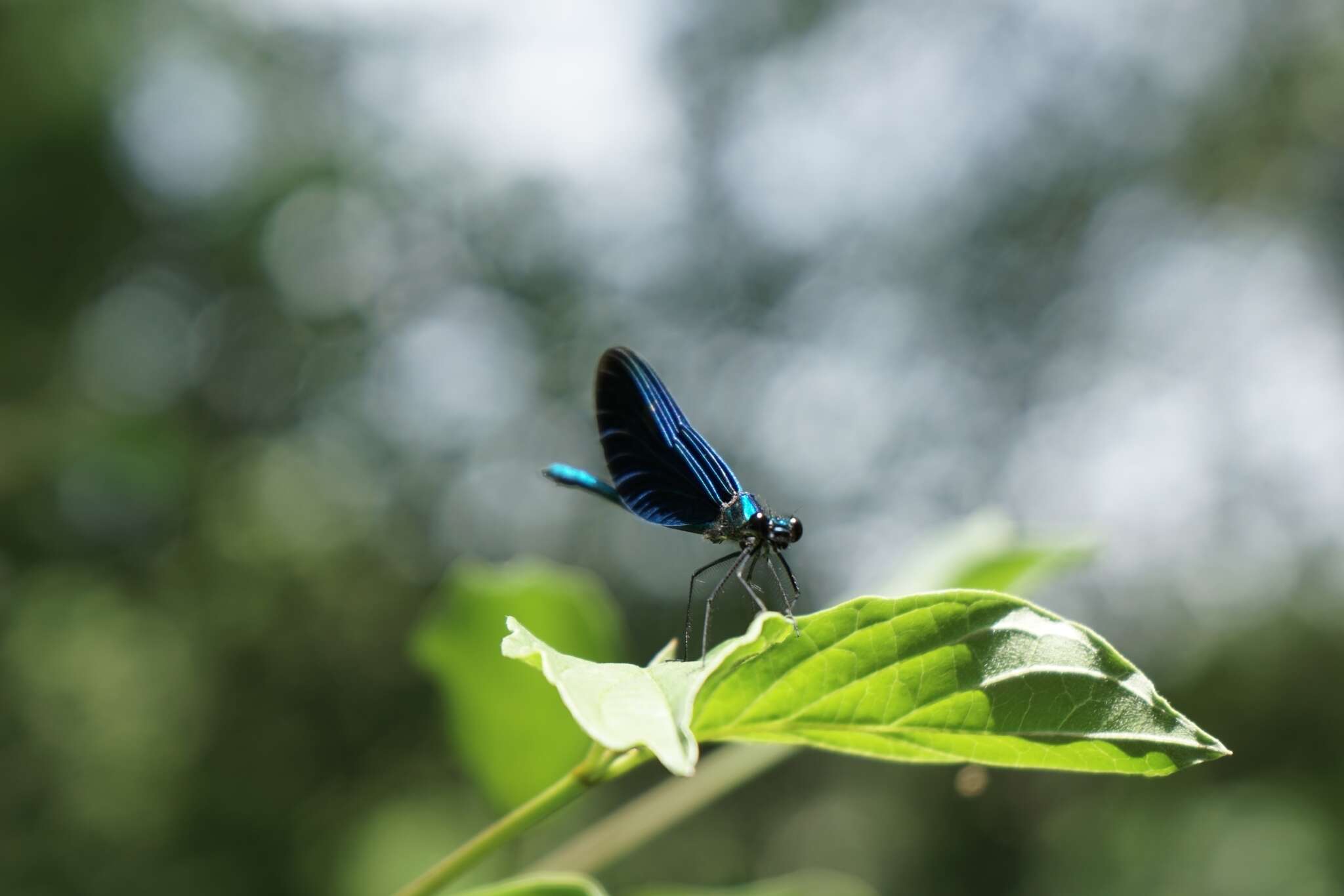 Image of <i>Calopteryx virgo festiva</i>