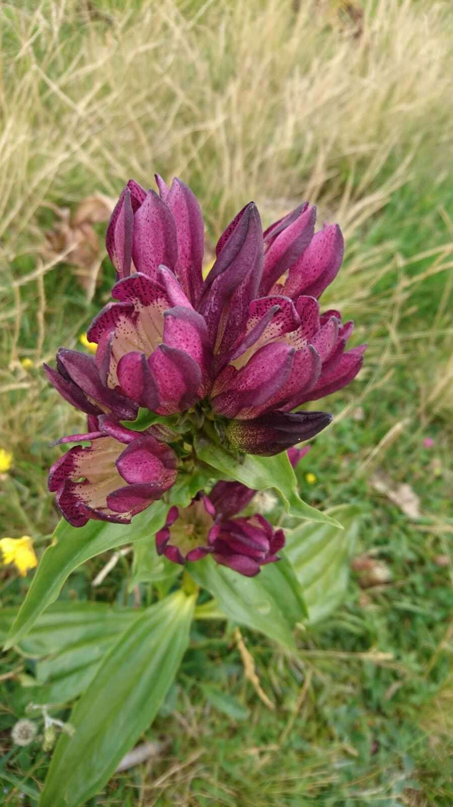 Image of Gentiana pannonica Scop.