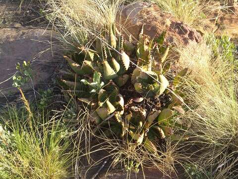 Image of Adromischus umbraticola C. A. Smith