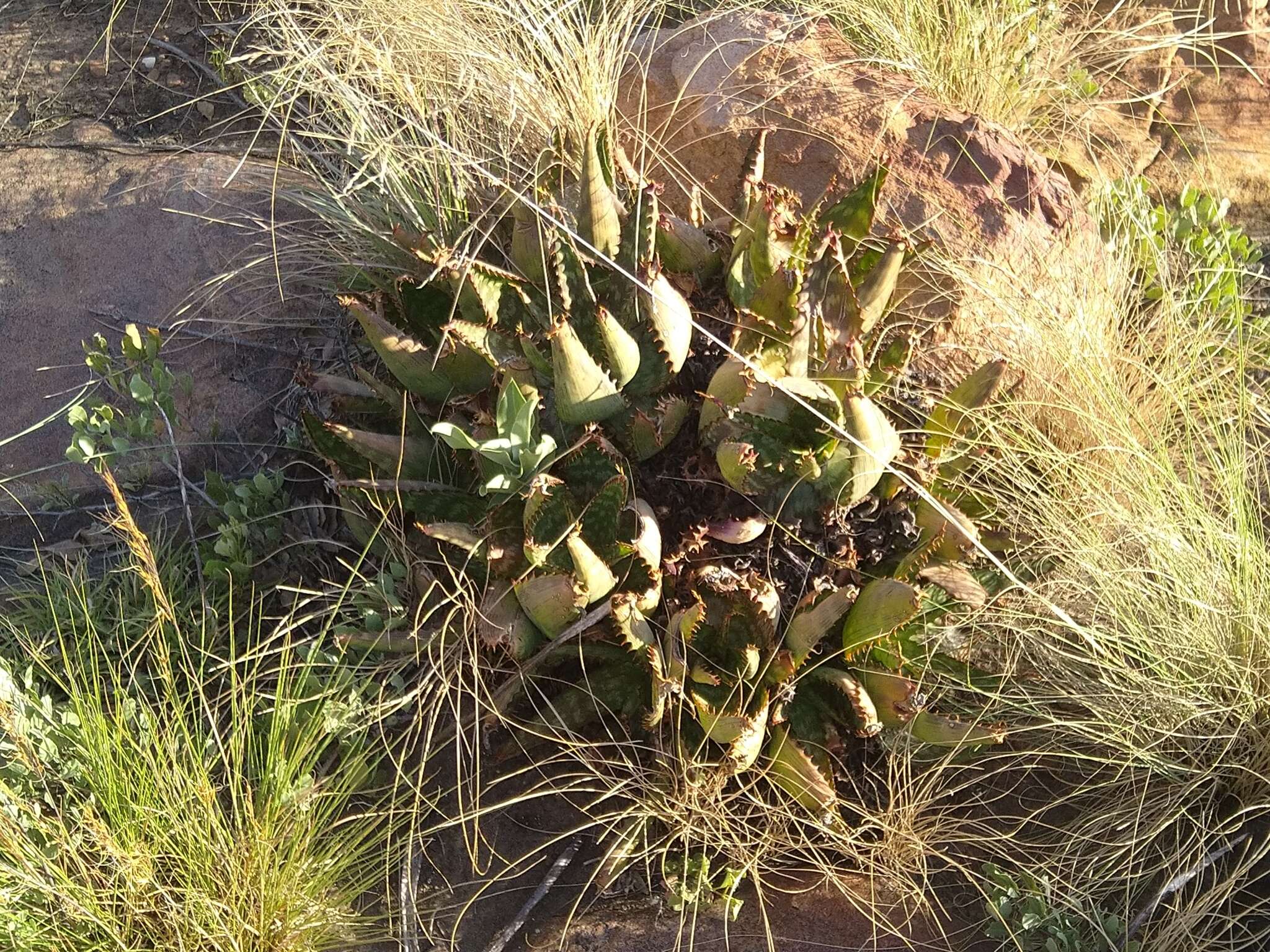 Image of Adromischus umbraticola subsp. umbraticola