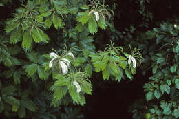 Image of Gavilán Tree