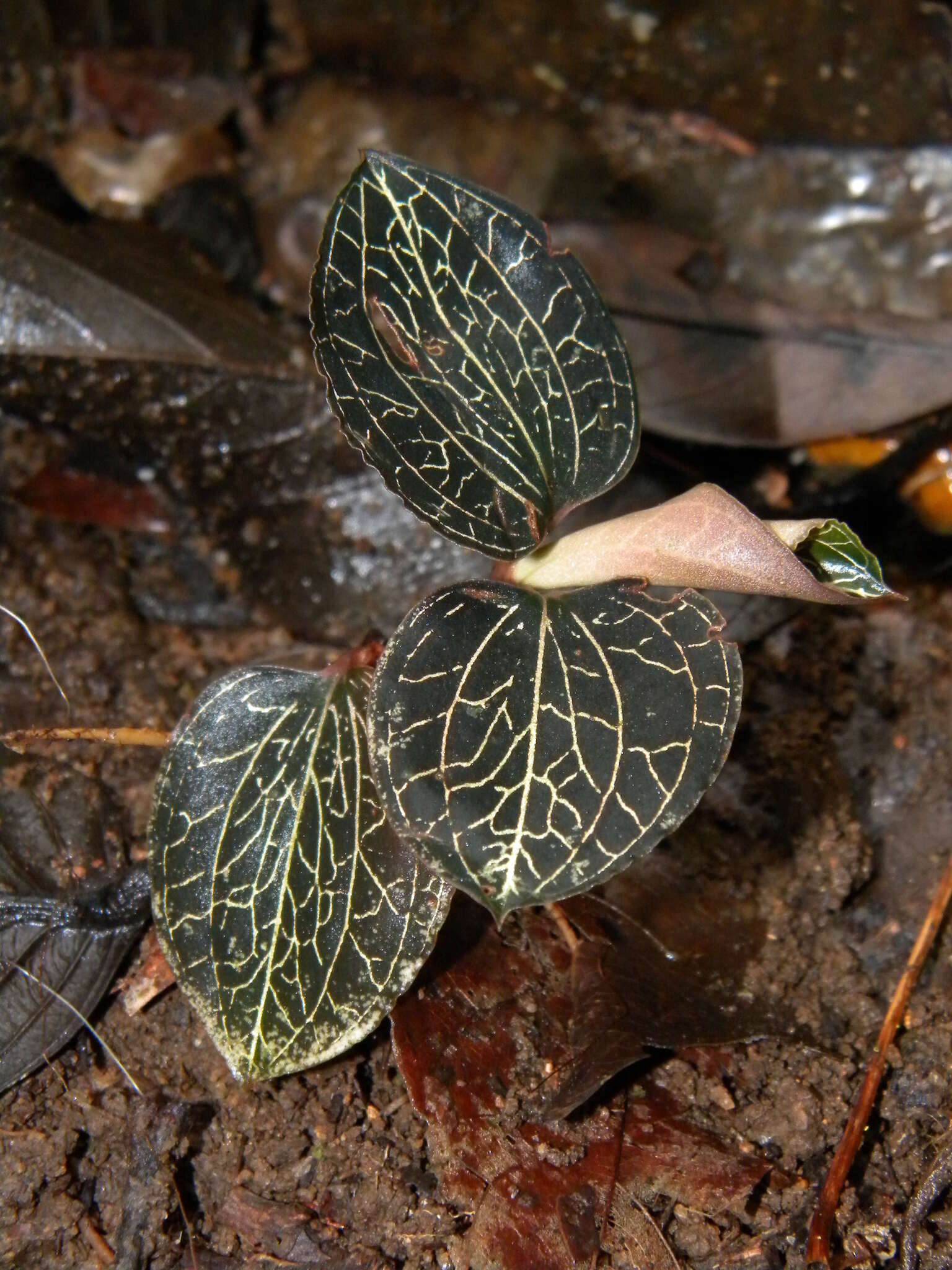 Image of Anoectochilus elatus Lindl.
