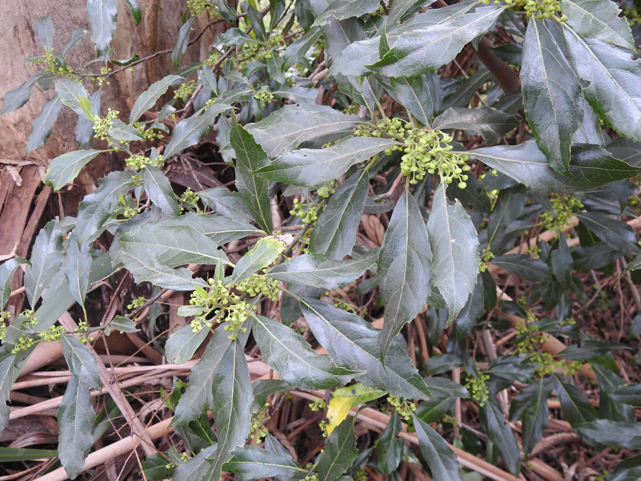 Image of Hedycarya angustifolia A. Cunn.