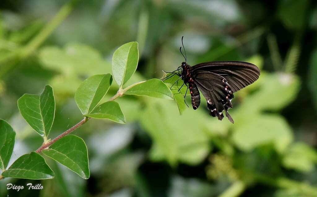 صورة Parides bunichus (Hübner 1821)