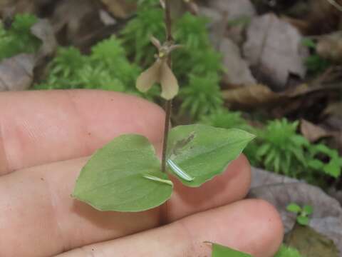 Image of Kidneyleaf twayblade