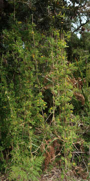 Sivun Tetragonia implexicoma (Miq.) Hook. fil. kuva