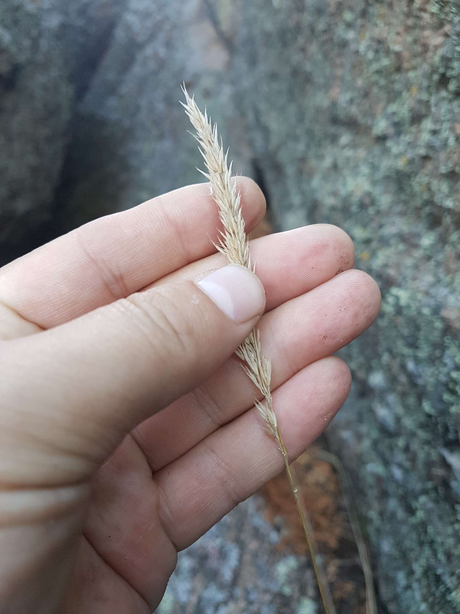 Sivun Calamagrostis korotkyi Litv. kuva