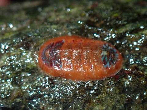 Imagem de Dendrochiton Berry 1911