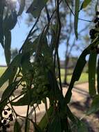 Слика од Eucalyptus crebra F. Müll.