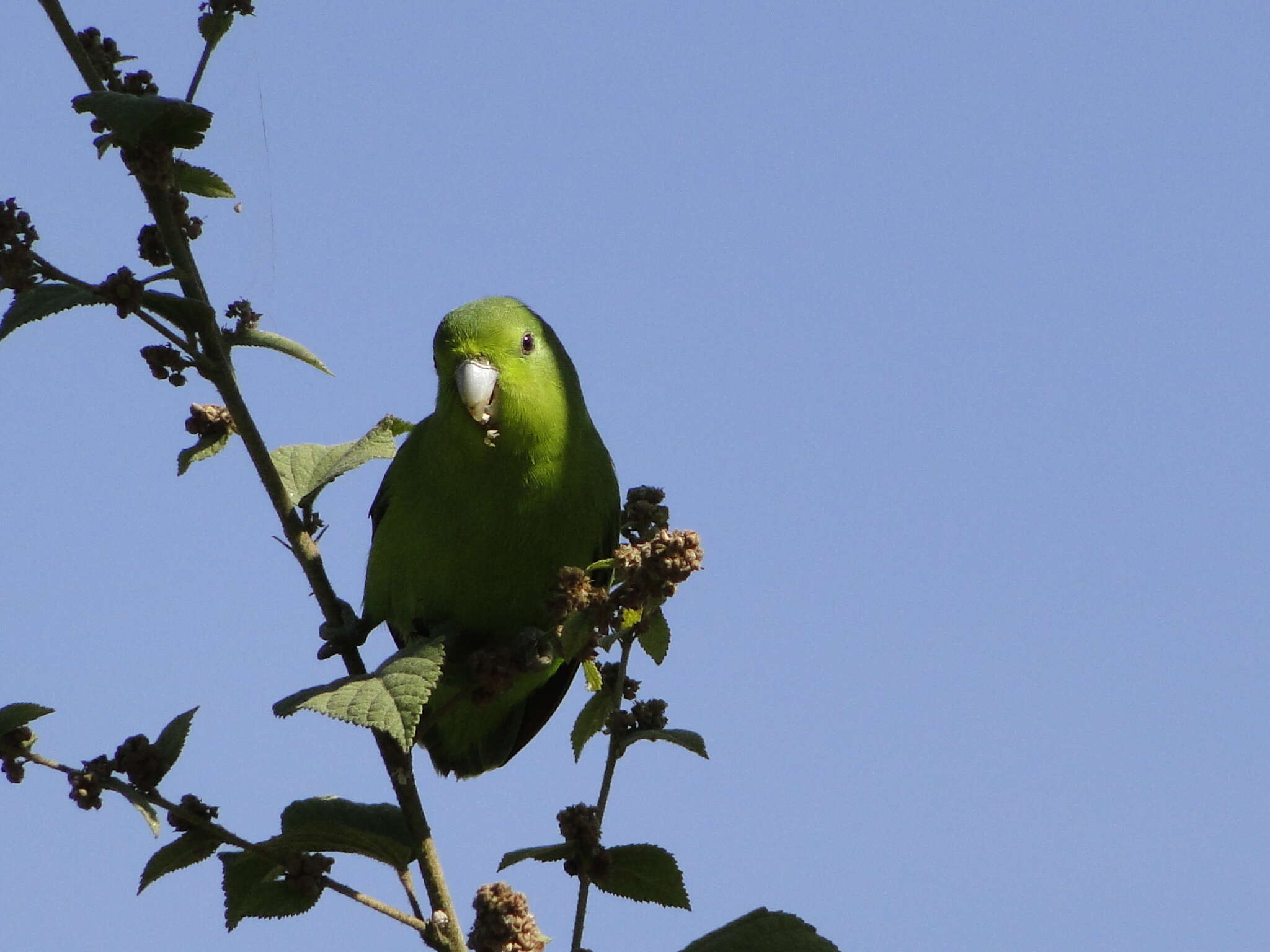 Image of Blue-winged Parrotlet