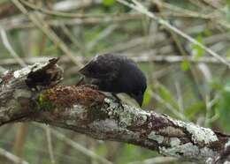 Image of Large Ground Finch