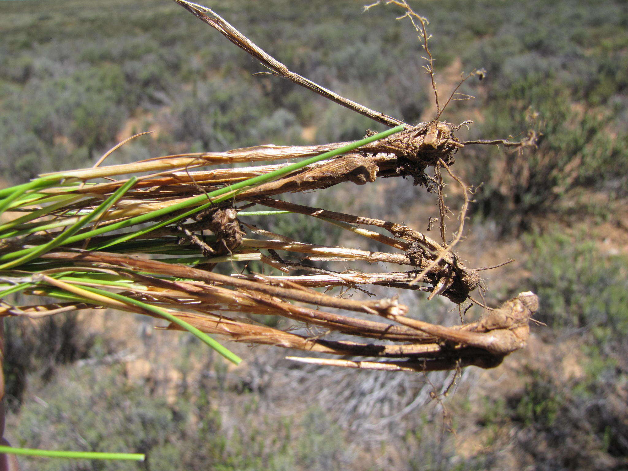 Imagem de Carex acocksii C. Archer