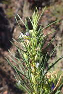 Image of Psoralea sordida