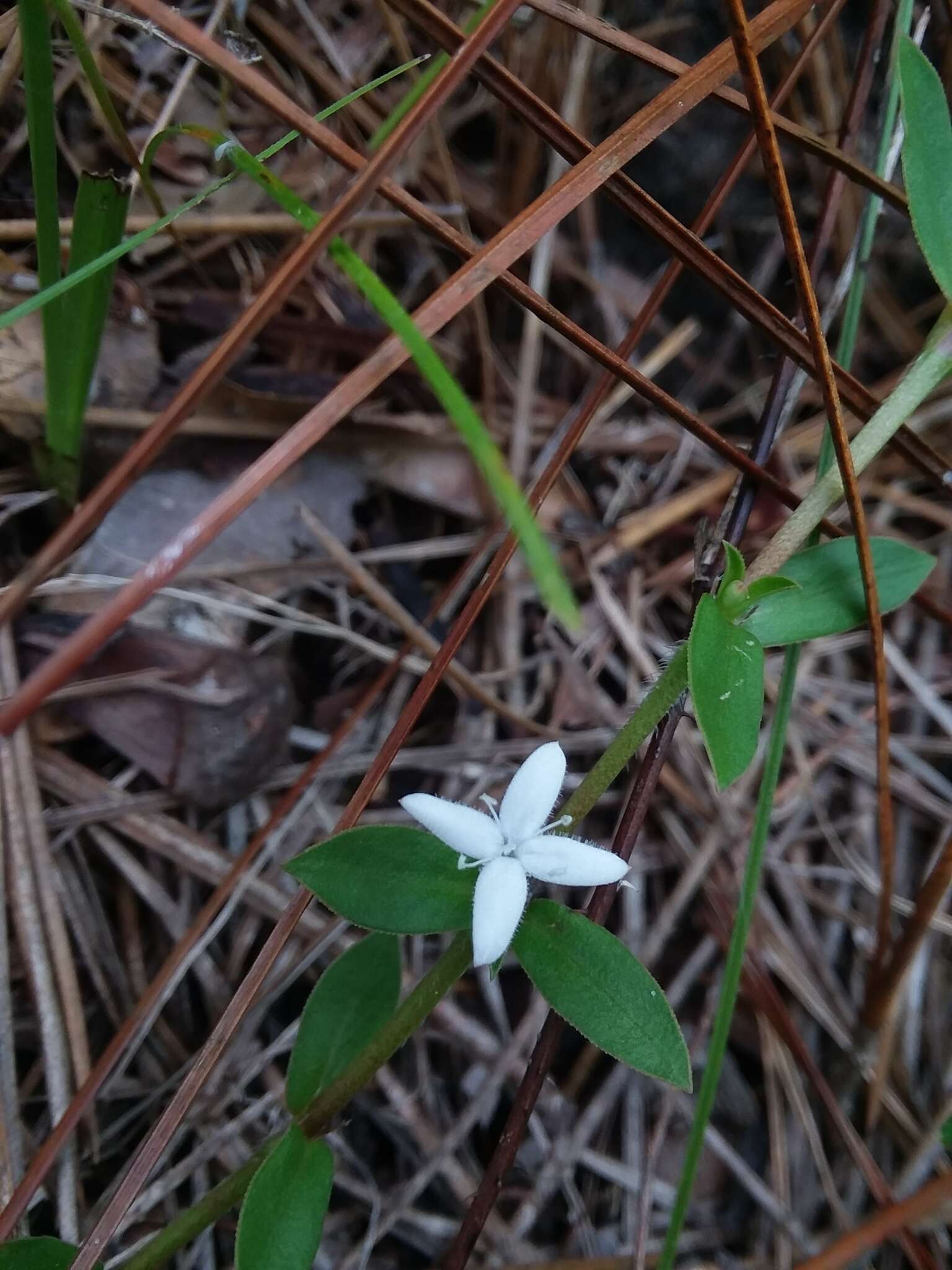 Image of buttonweed