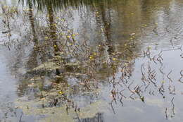 Image of yellow water buttercup