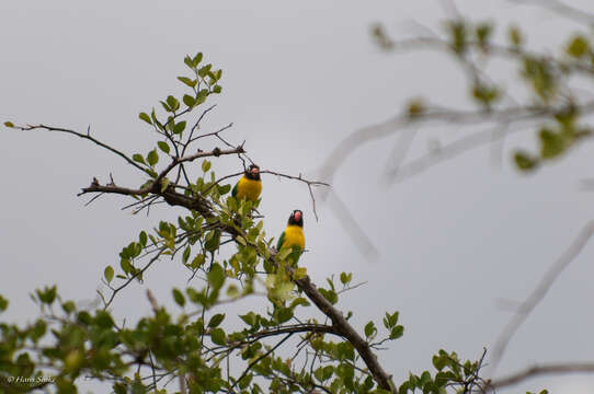 Image of Yellow-collared Lovebird