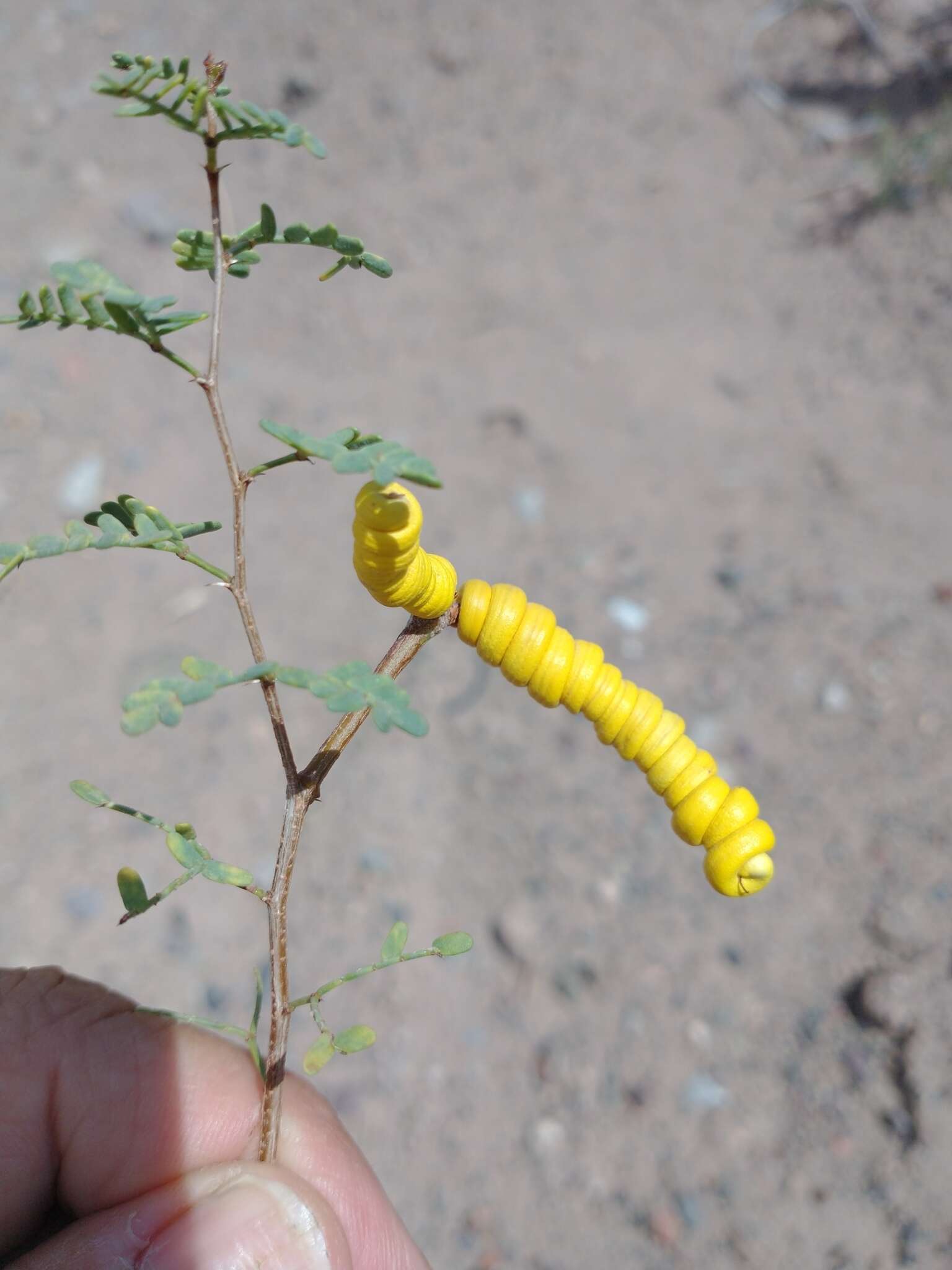 Image of Argentine screwbean