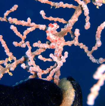 Image of Bargibant's Seahorse