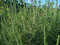 Image of slimleaf bur ragweed