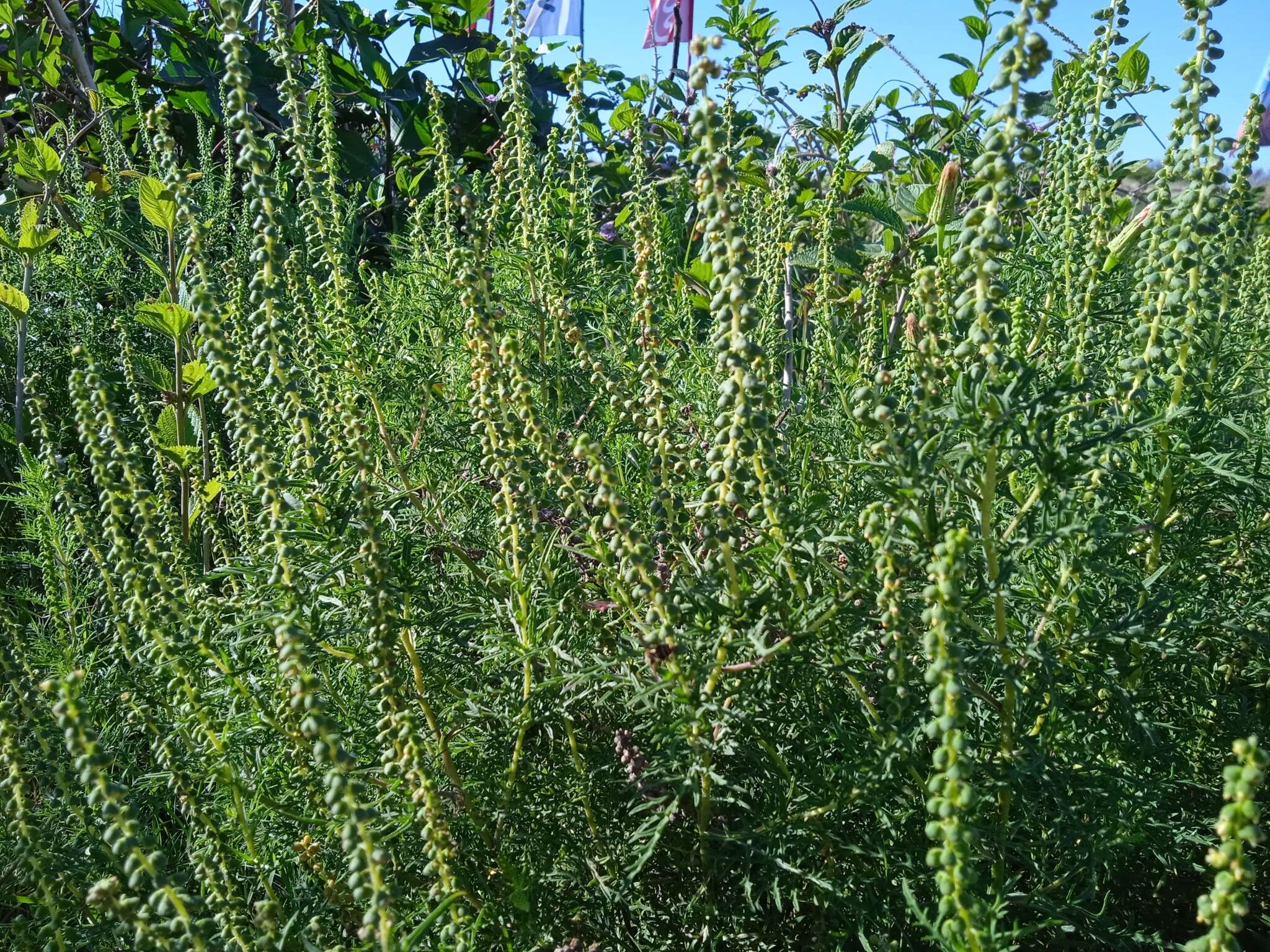 Image of slimleaf bur ragweed