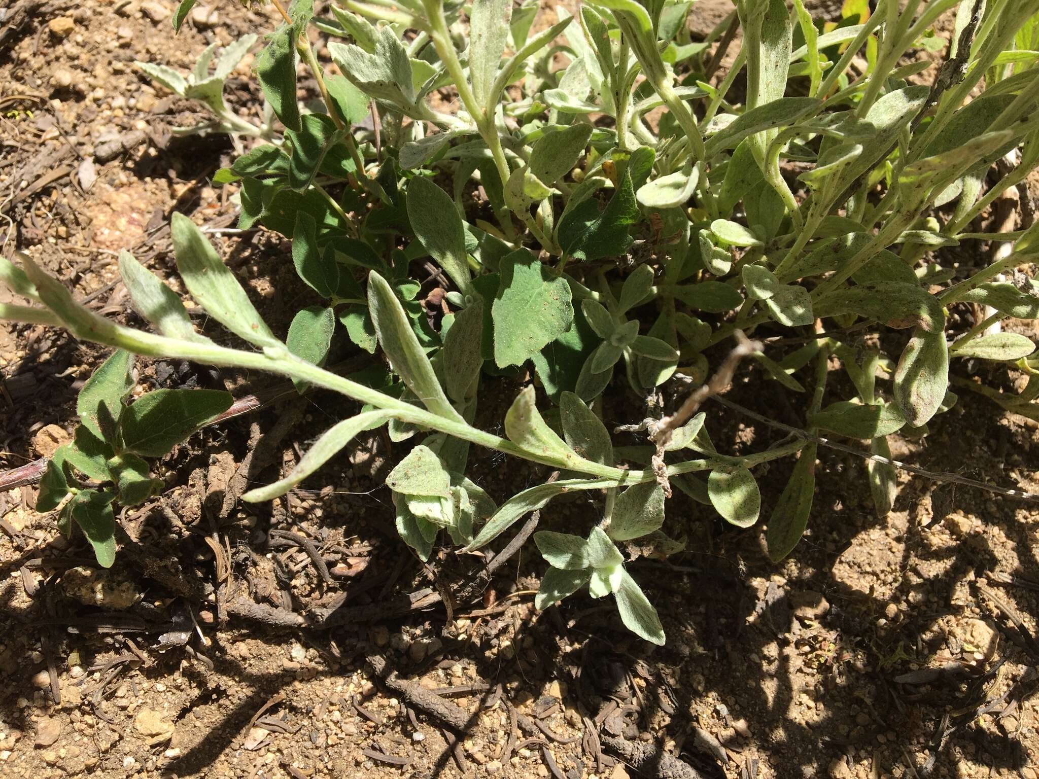 Image of common woolly sunflower