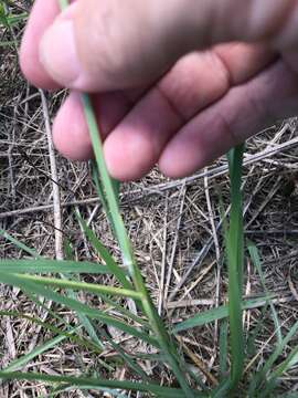 Image of perennial cupgrass