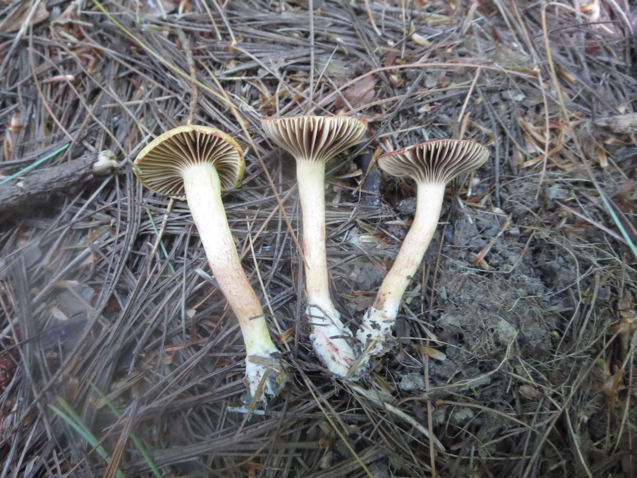 Chroogomphus ochraceus (Kauffman) O. K. Mill. 1964 resmi