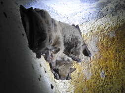 Image of Cave Myotis