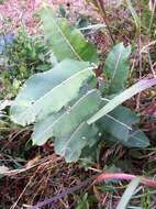 Image of common milkweed