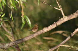 Image of Melospiza lincolnii lincolnii (Audubon 1834)