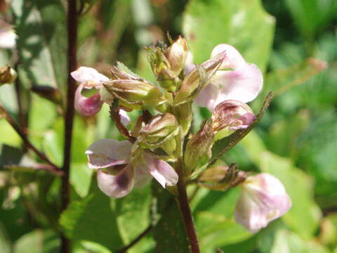 Image of sickletop lousewort