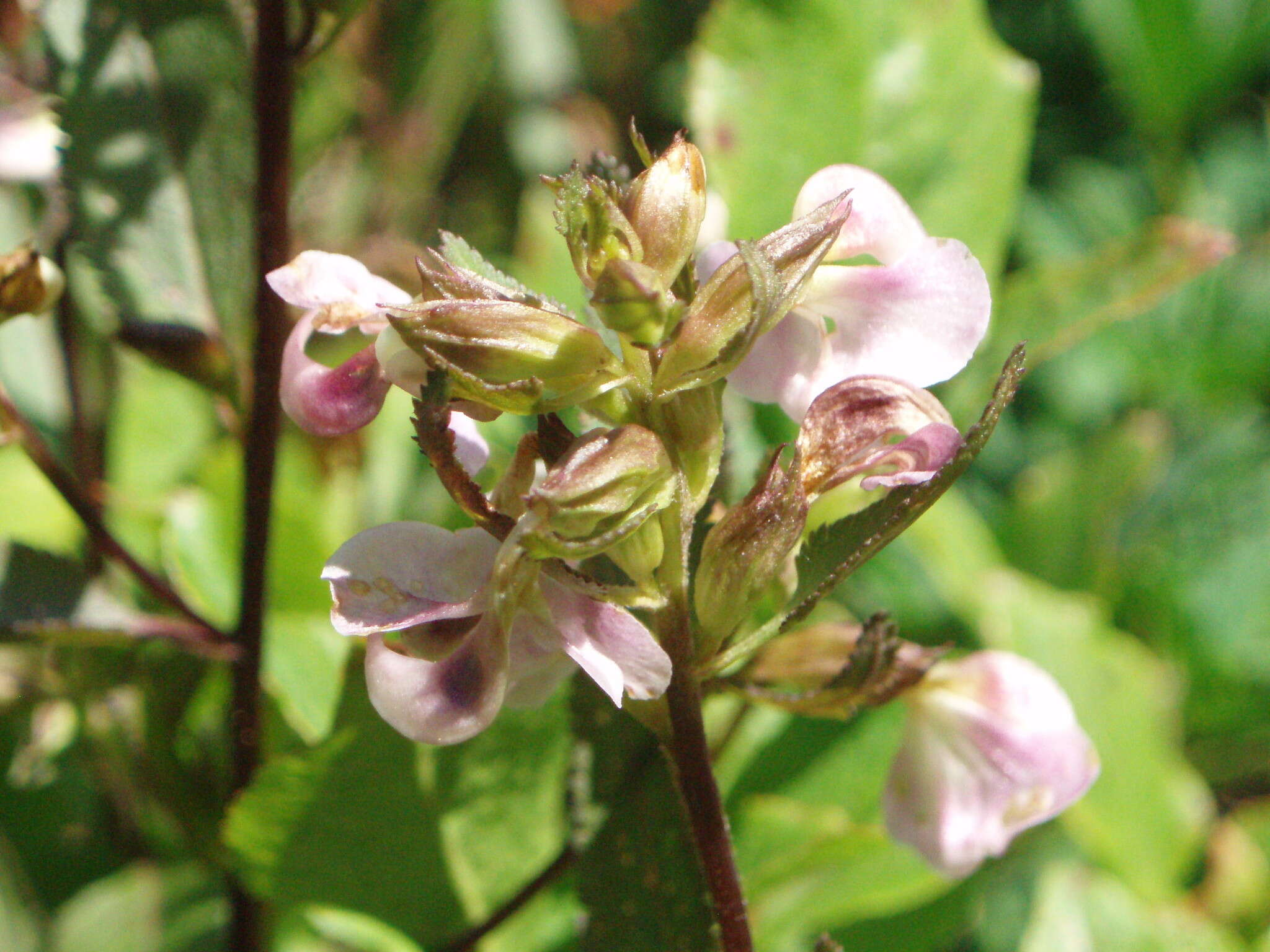 Imagem de Pedicularis racemosa subsp. racemosa