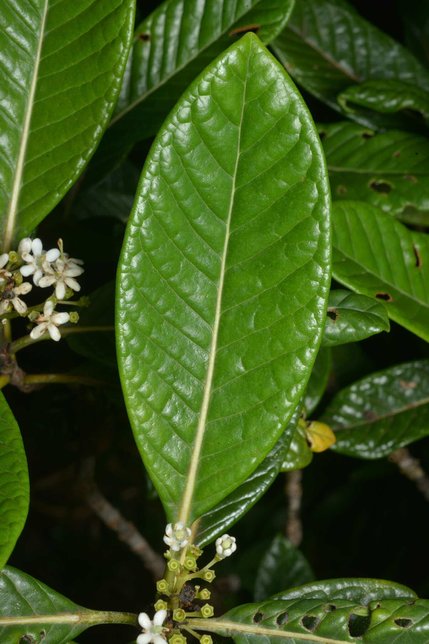 Image of Tarenna hexamera (Schltr. & K. Krause) Jérémie