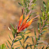 Image of Lambertia inermis R. Br.