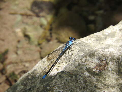 Image of Argia oculata Hagen ex Selys 1865