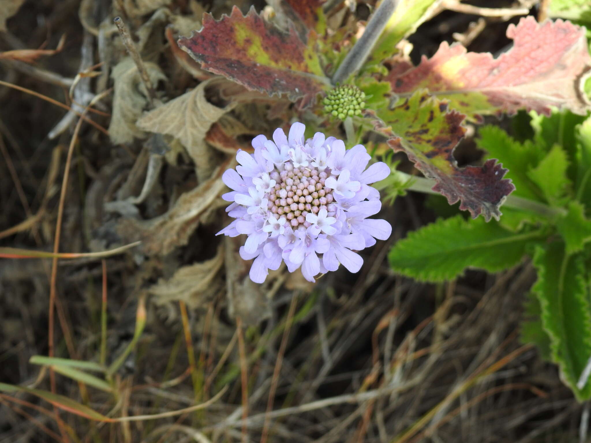 صورة Scabiosa africana L.