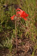 Image of Cyrtanthus macowanii Baker