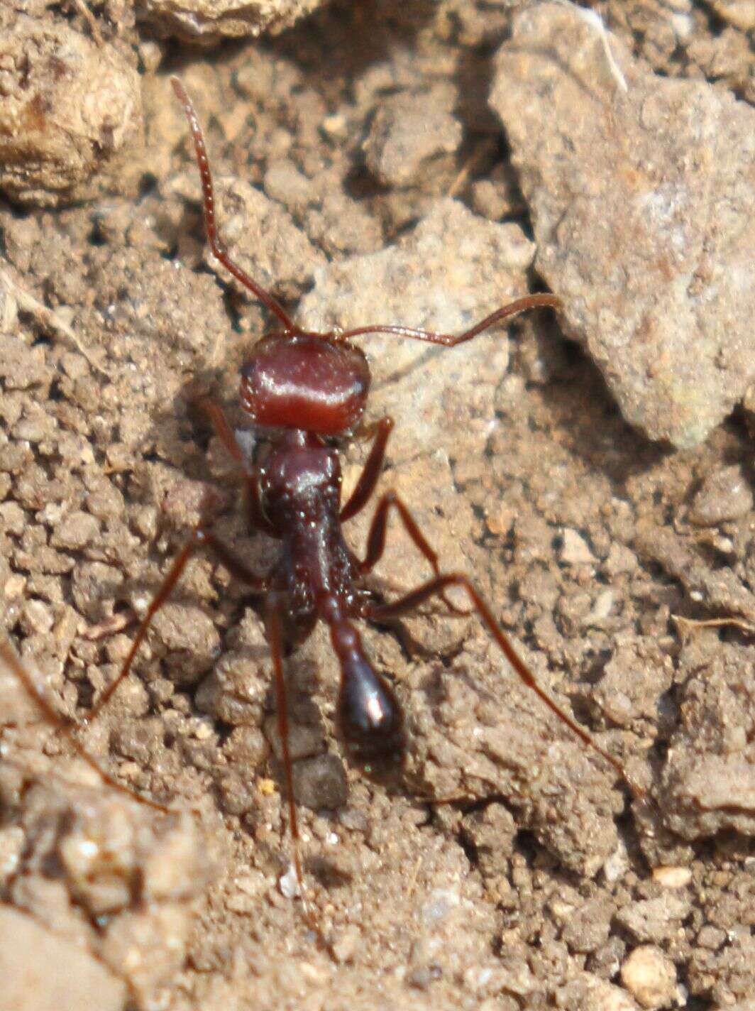 Ocymyrmex fortior Santschi 1911 resmi