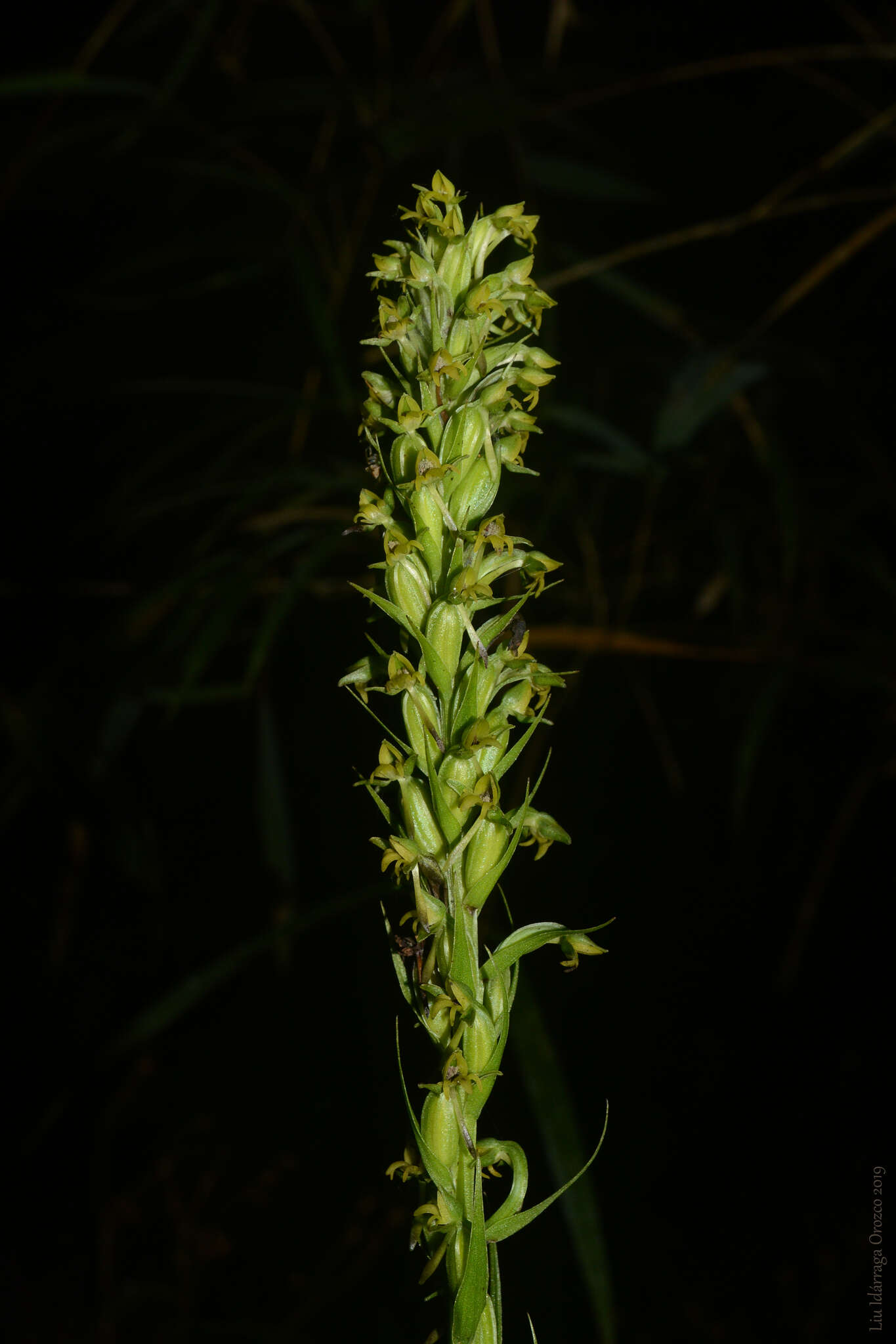 Image of Habenaria parviflora Lindl.