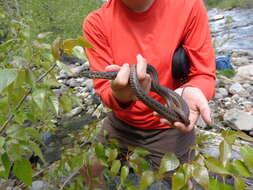 Image of Sierra Gartersnake